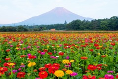 百日草と富士山