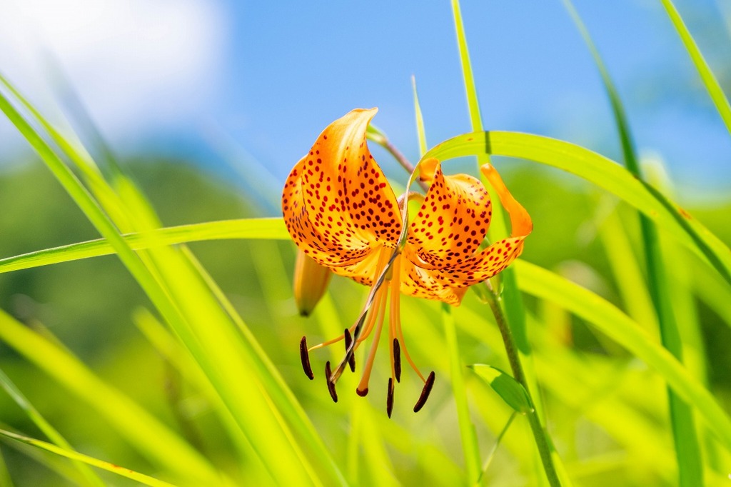 八島ヶ原湿原（９）
