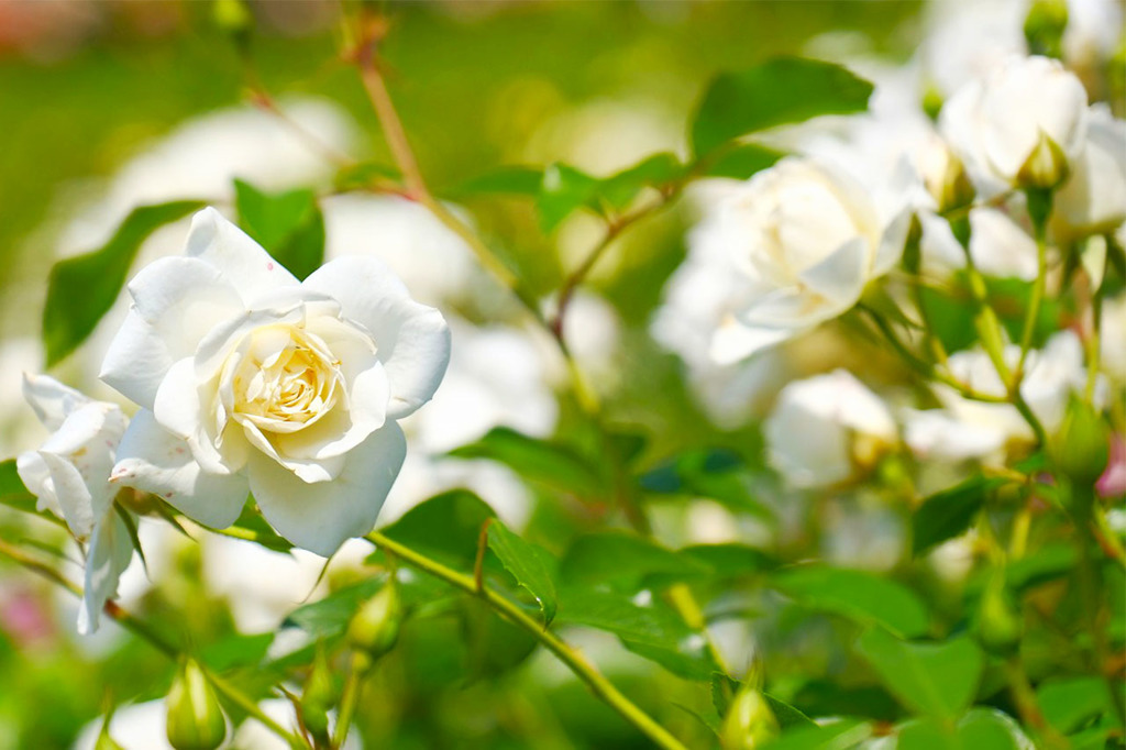 島田バラの丘公園（9）