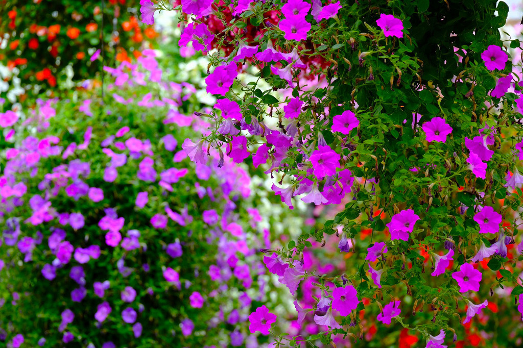 加茂荘花鳥園（20）