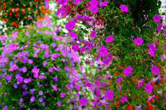 加茂荘花鳥園（20）