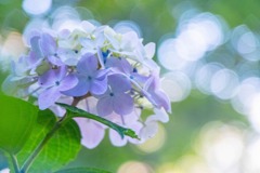 大鐘家の紫陽花（８）