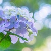 大鐘家の紫陽花（８）