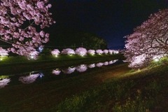夜桜（５）
