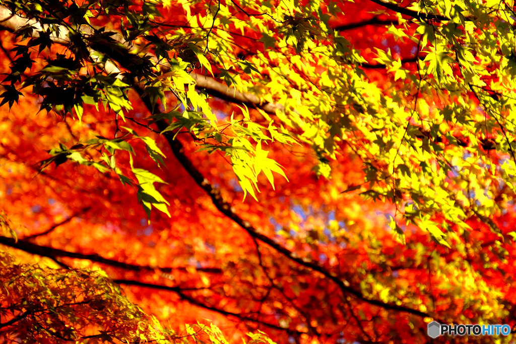 山中湖の紅葉５