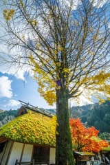 香嵐渓（８）
