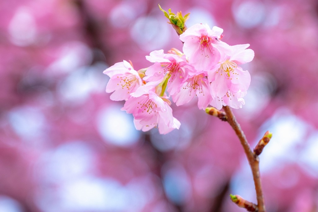 山の手桜（２）