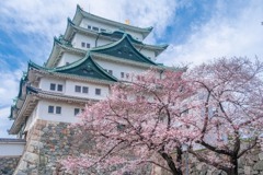 名古屋城桜まつり（４）