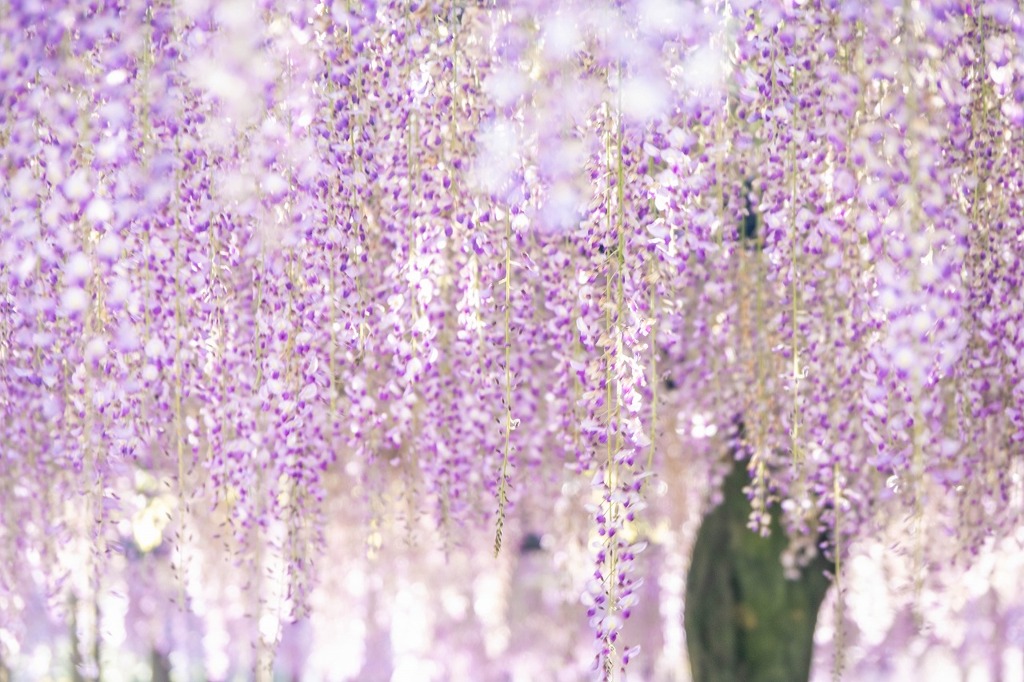 蓮華寺池の藤（６）