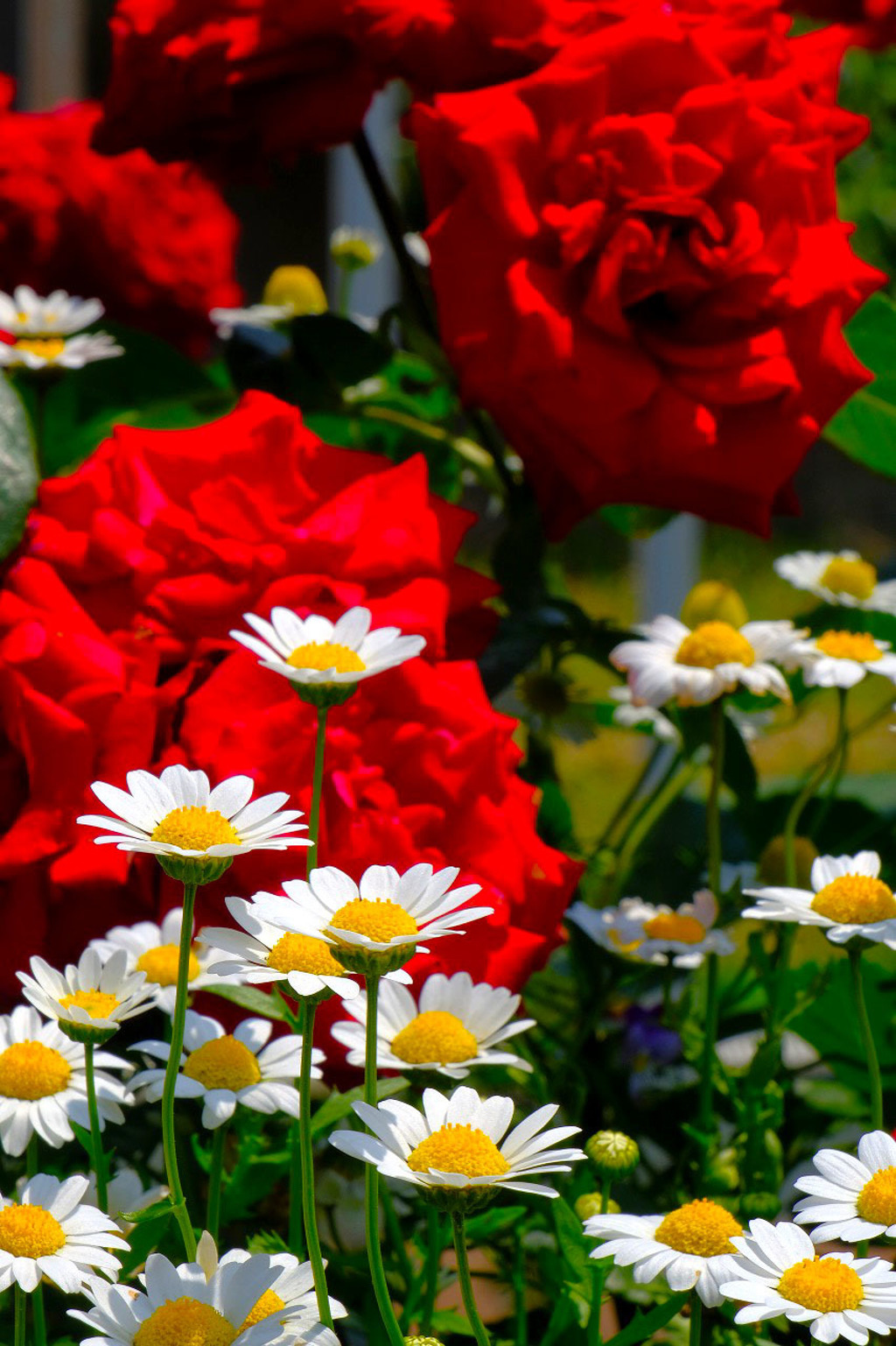 島田バラの丘公園（17）