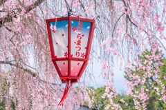 名古屋城桜まつり（１）