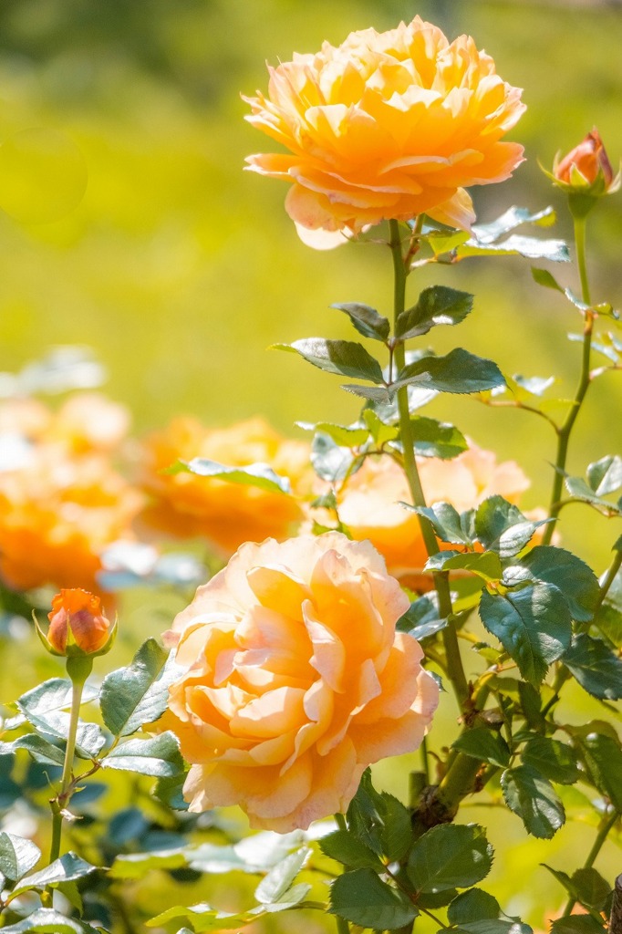 島田ばらの丘公園（３）