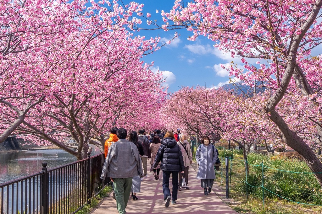 河津桜まつり（６）