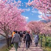 河津桜まつり（６）