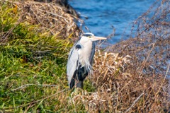 アオサギ（１）