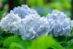 紫陽花（１）