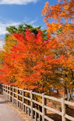 山中湖の紅葉（１）