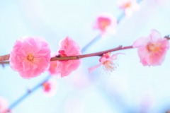 蓮華寺池の春（９）