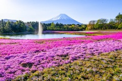 富士山芝桜まつり（６）