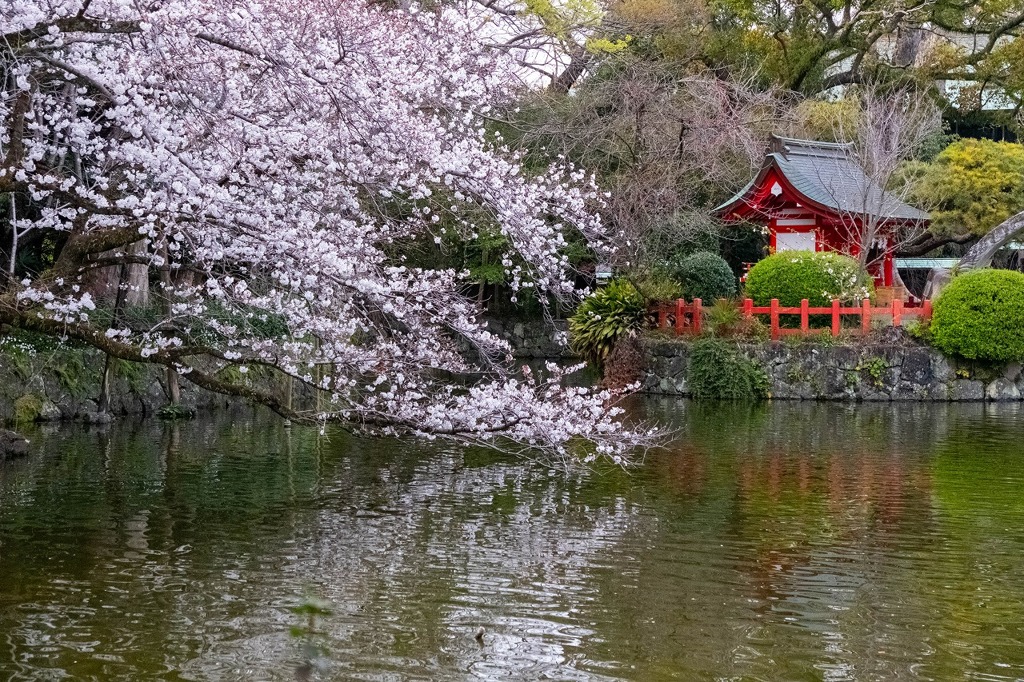 春の三島大社（４）