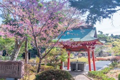 春の桜が池（２）