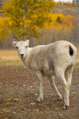 カナダの動物たち（７）