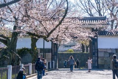 2020年東京の春（10）