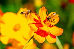 コスモスとミツバチ