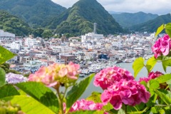 紫陽花の下田公園（１）