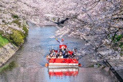 春の松川公園（３）