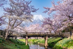 春の忍野八海（７）