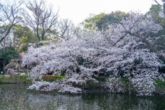 三島大社（３）