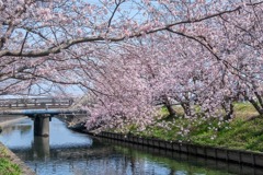 わが町の満開（３）