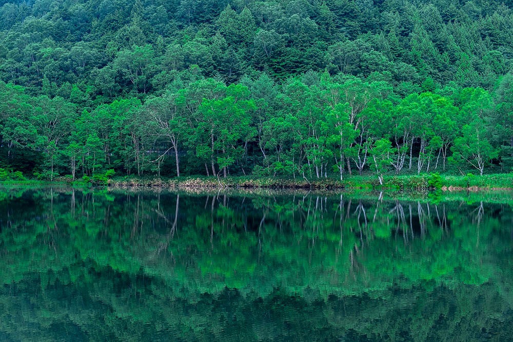 梅雨の木戸池