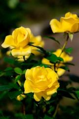 島田ばらの丘公園（７）