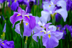 加茂荘花鳥園（８）