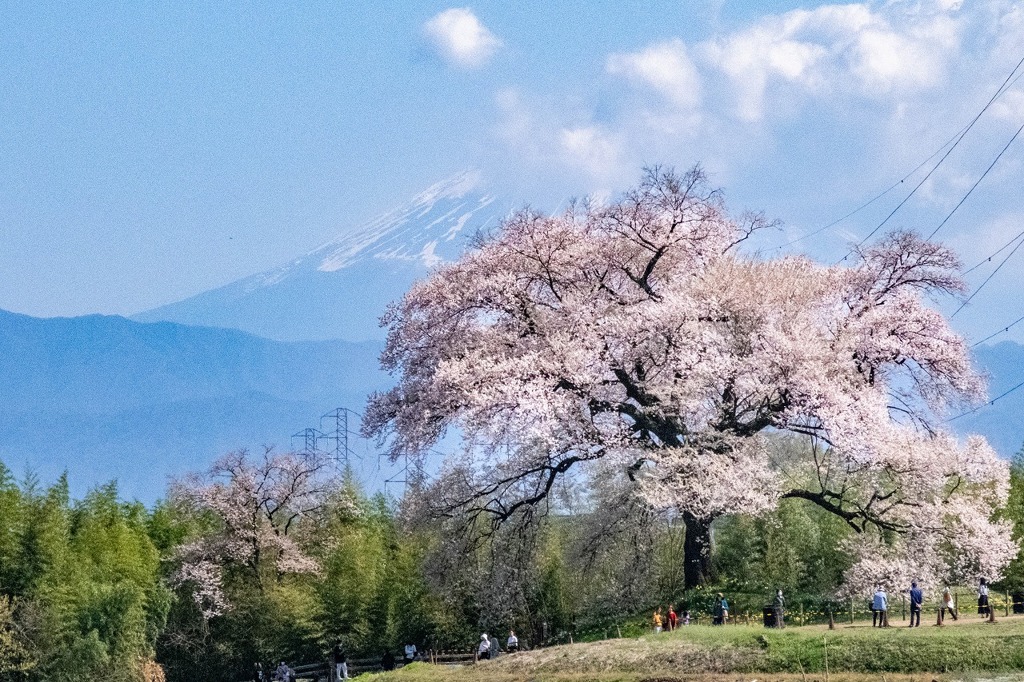 ワニ塚の桜（５）