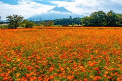 富士山と黄花コスモス（１）