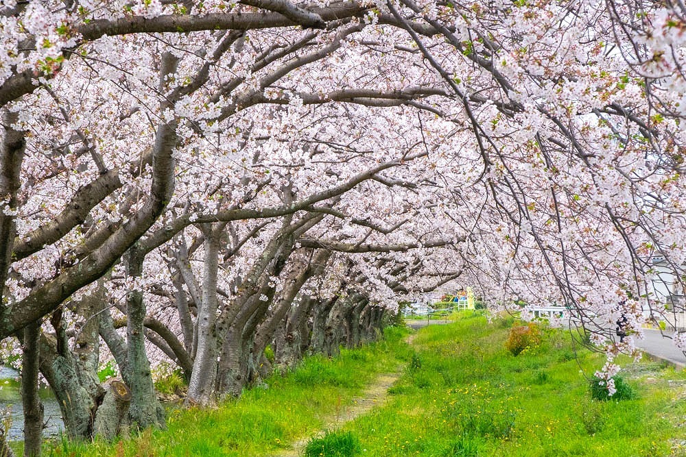 小川と桜（５）