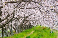 小川と桜（５）