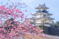 掛川城の春（２）