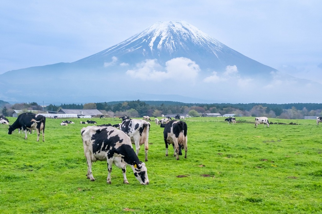 朝霧の浅