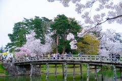 高田城と桜（７）