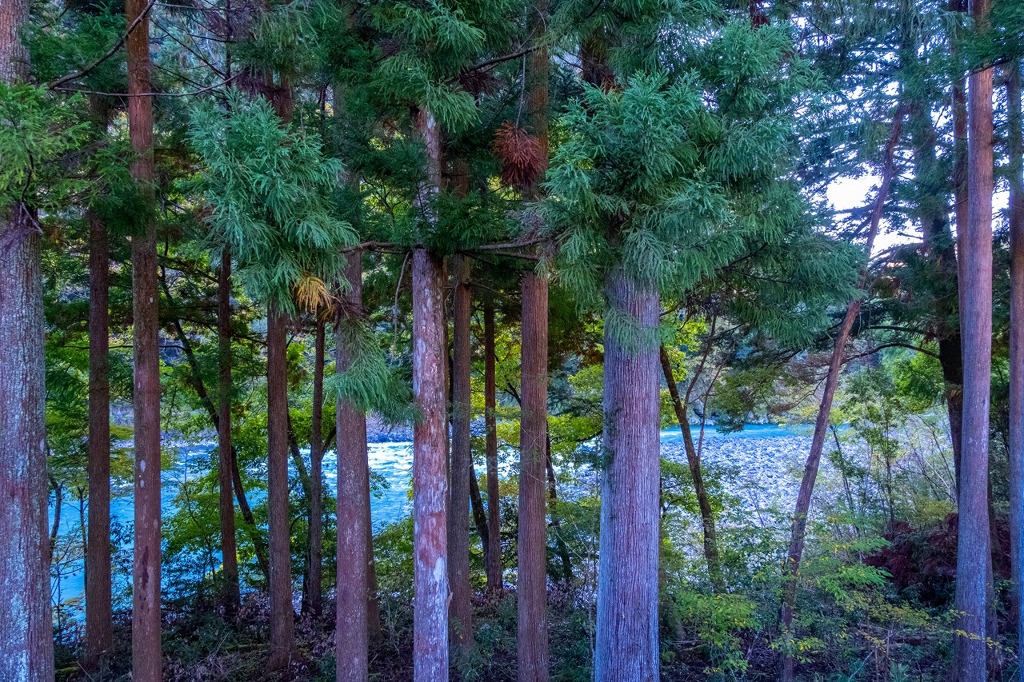 大井川鐡道の旅（５）