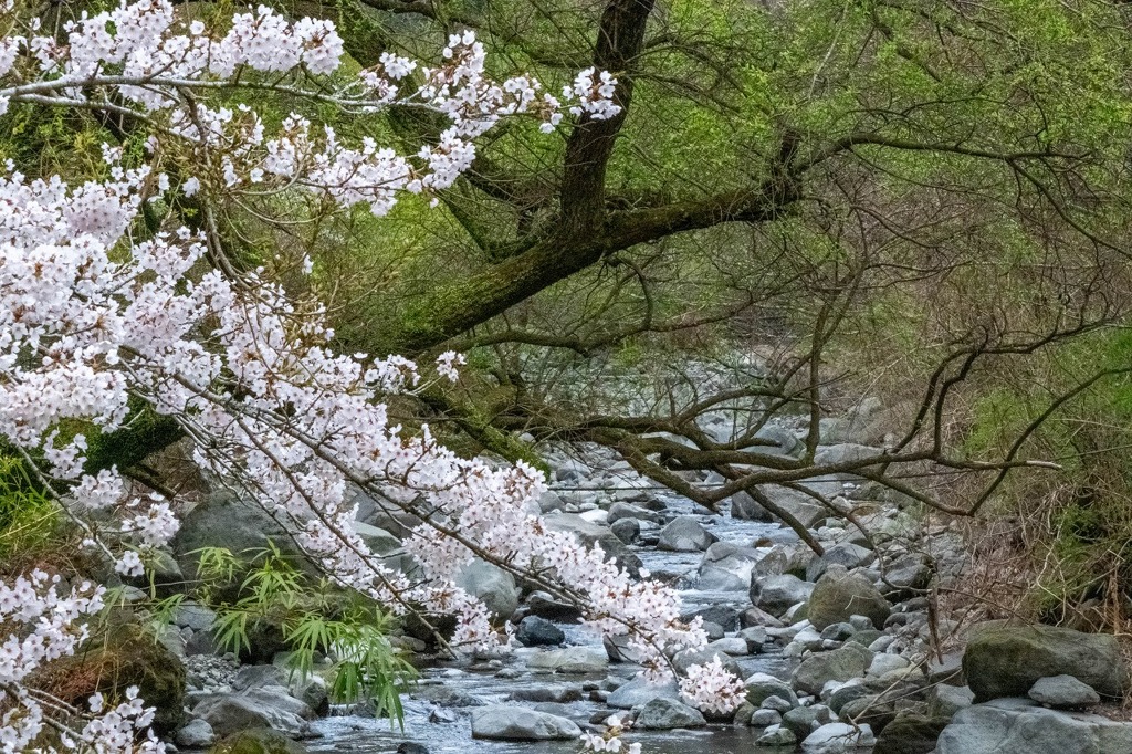 箱根　豊栄荘（３）