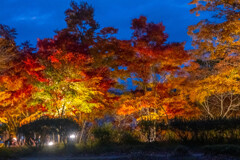 山中湖紅葉まつり(2) 山中湖紅葉まつり(2)