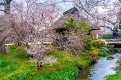 忍野八海の桜（１）