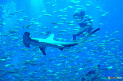 水族館の中５