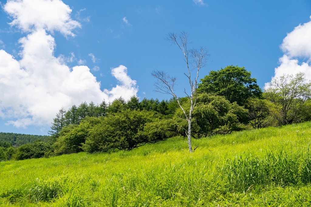 八島ヶ原湿原（２）