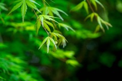 箱根の夜明け（３）